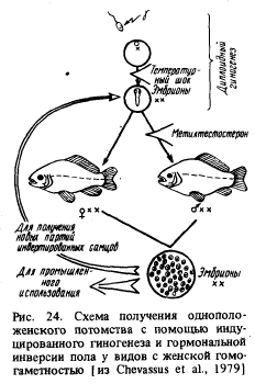 Регуляция пола и получение стерильных рыб (часть 2)