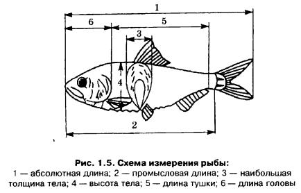 Размеры рыбы и удельная поверхность рыбы (часть 1)