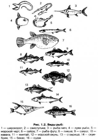Форма тела рыбы