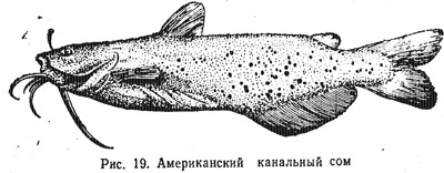 Характеристика основных видов рыб (часть 3)
