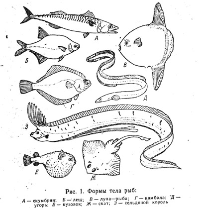 Анатомия и физиология рыб (часть 1)
