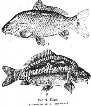 Характеристика основных видов рыб (часть 1)
