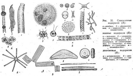 Определение видового состава фитопланктона (часть 1)