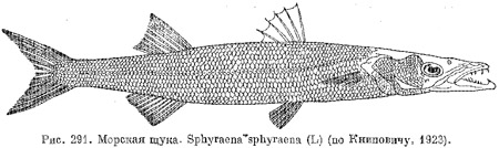 Подотряд морские щуки. Sphyraenoidei
