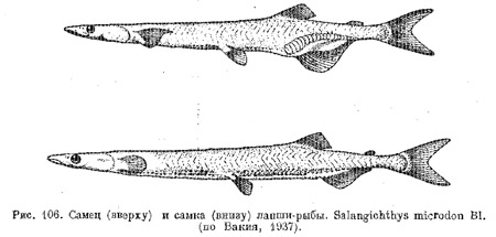 Семейство саланксовые. Salangidae