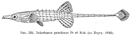 Отряд колюшкообразные. Gasterosтеiformes