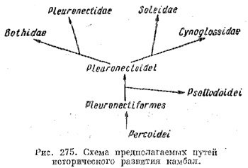 Отряд камбалообразные. Pleuronectiformes (часть 2)