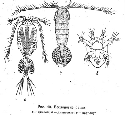 Определение видового состава зоопланктона (часть 2)