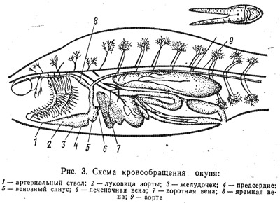 Анатомия и физиология рыб (часть 3)