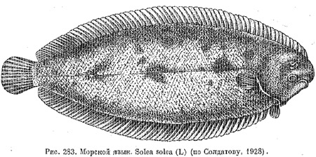Семейство морские языки. Soleidae