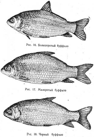 Характеристика основных видов рыб (часть 3)