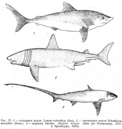 Семейство сельдевые акулы. Lamnidae
