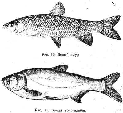 Характеристика основных видов рыб (часть 1)