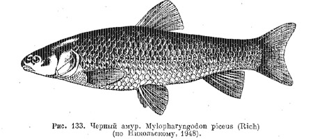 Род черный амур. Mylopharyngodon
