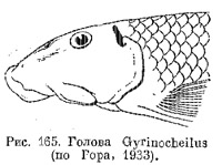 Семейство Homalopteridae и Gyrinocheilidae