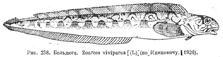 Семейство бельдюговые. Zoarcidae (часть 1)