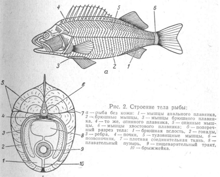 Соотношение масс отдельных частей тела рыбы