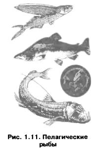 Пелагические рыбы