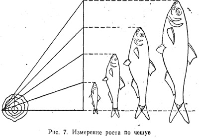 Определение возраста рыб (часть 2)