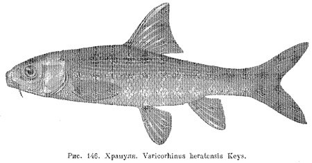 Род храмули. Varicorhinus