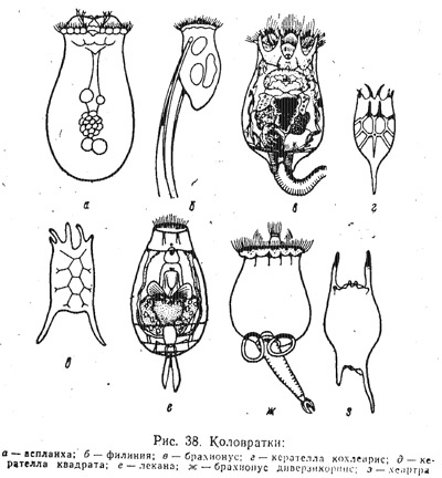 Определение видового состава зоопланктона (часть 1)