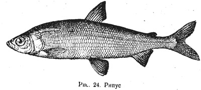 Характеристика основных видов рыб (часть 5)