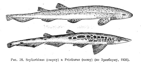 Семейство кошачьи акулы. Scyliorhinidae
