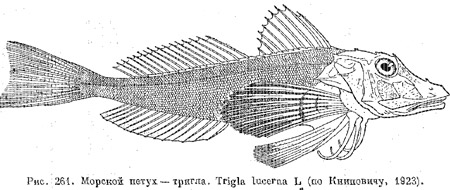 Семейство морские петухи, или триглы. Triglidae