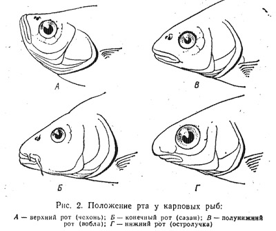 Анатомия и физиология рыб (часть 1)