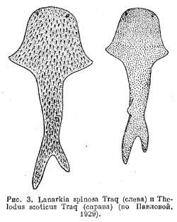 Отряд Соеlolepiformes и Pteraspiformes