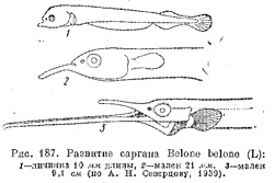Семейство саргановые. Belonidae (часть 1)