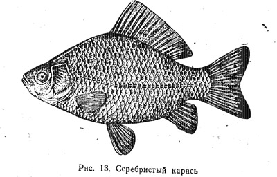Характеристика основных видов рыб (часть 2)