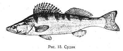Характеристика основных видов рыб (часть 2)