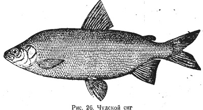 Характеристика основных видов рыб (часть 5)