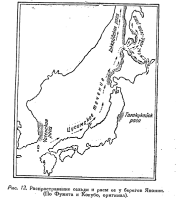Сельдь в Японском и Охотском морях (часть 1)