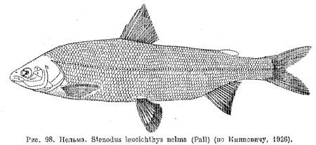 Род белорыбицы или нельмы. Stenodus (часть 1)